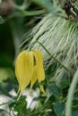 Golden Clematis tangutica lantern shaped yellow flower Royalty Free Stock Photo